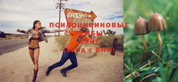 индика Ельня